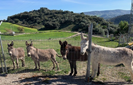 DONKEYS IN THEIR FIELD